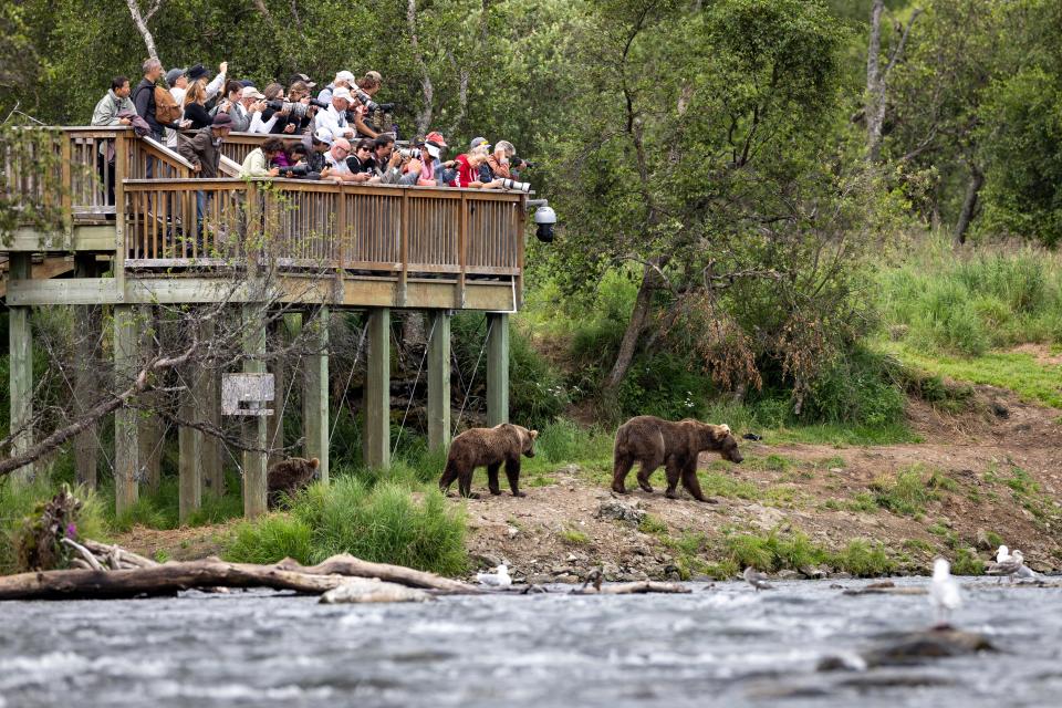 Visitors view brown bears in Brooks Falls, Alaska within the Katmai National Park and Preserve on Aug. 11, 2023. Many come to see brown bears between July and September each year, as millions of sockeye salmon swim upstream to spawn. Hungry brown bears make sure the fish don't reach their destination and instead end up in their bellies.