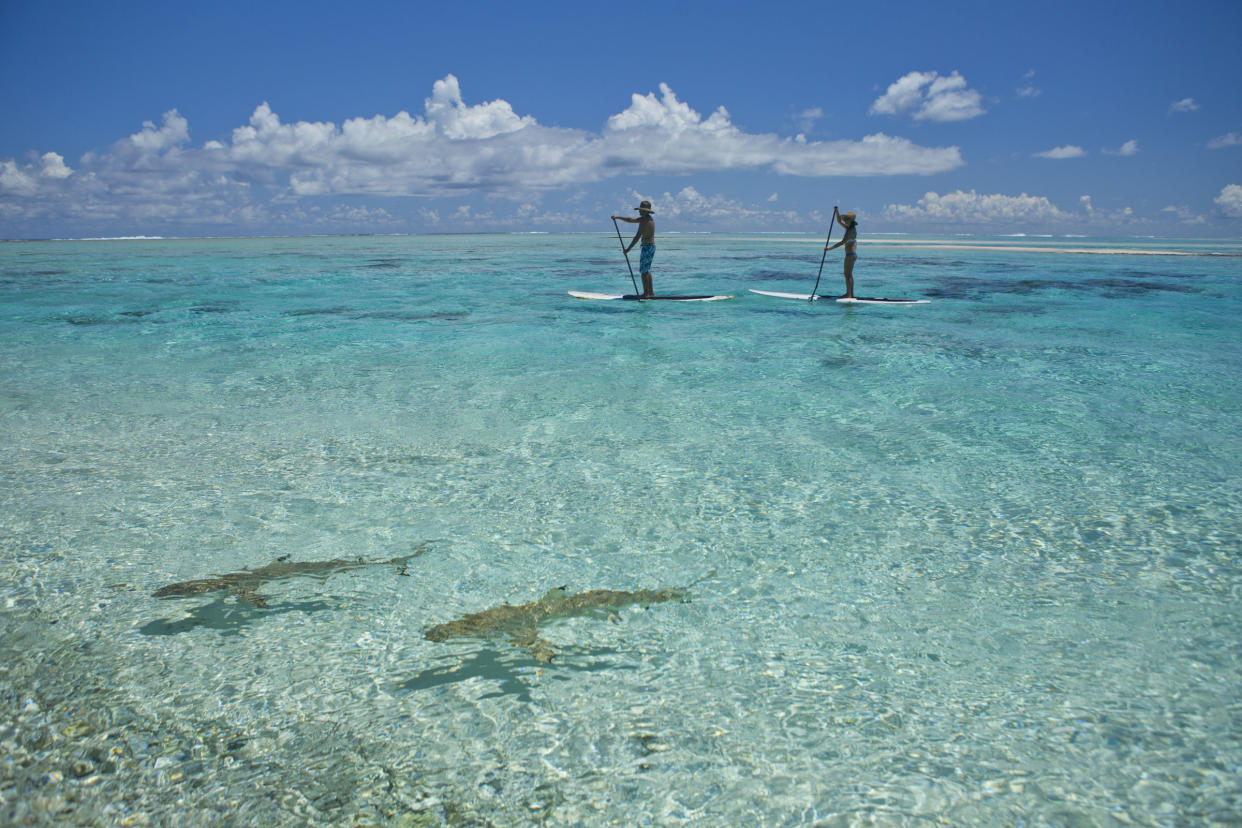 Tourists paddle board past sharks in the Tuamotu Islands, Tikehau, Tahiti.