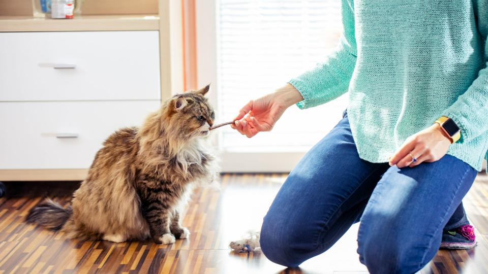 Cat eating a treat