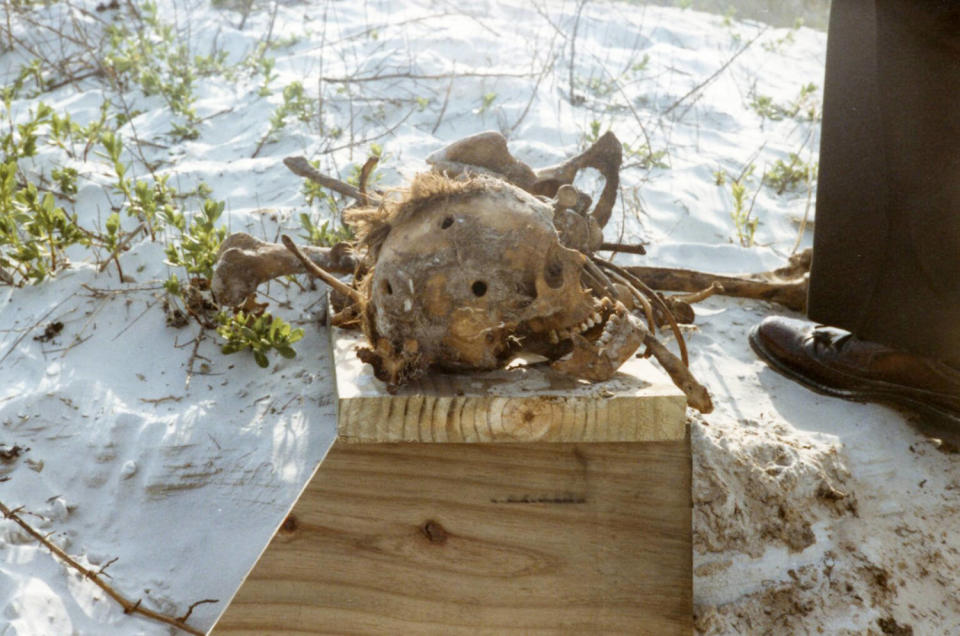 A skull and other remains on a wooden plank on the beach (St. Johns County Sheriff's Office)