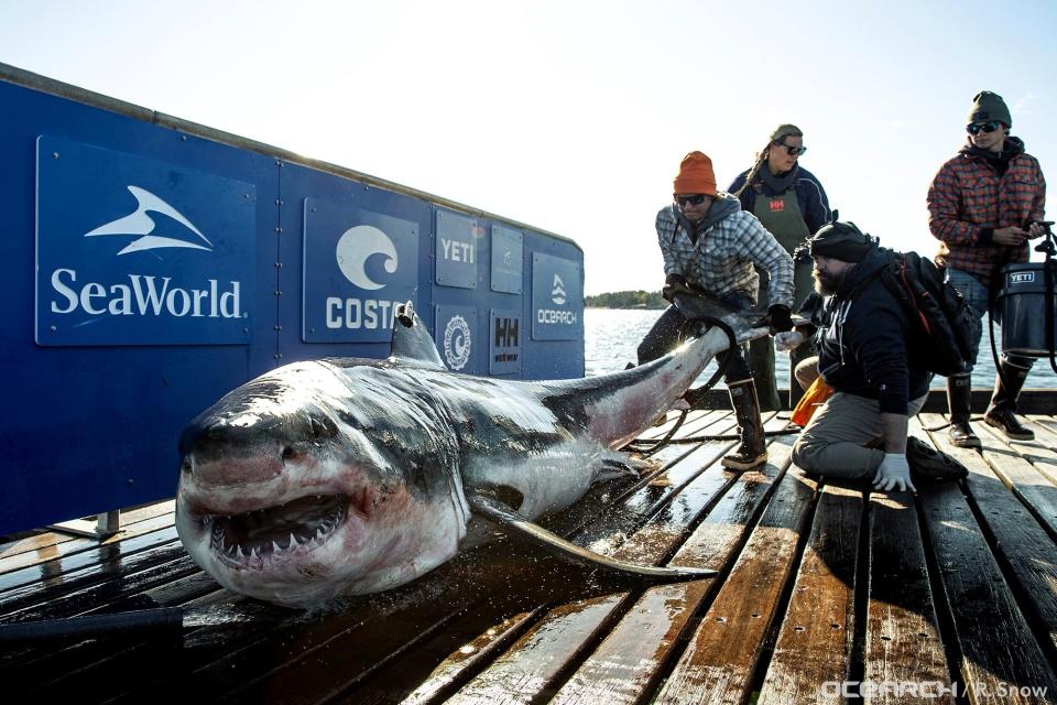 A great white shark named Ironbound is brought aboard OCEARCH's research vessel on the coast of Nova Scotia on Oct. 3, 2019.