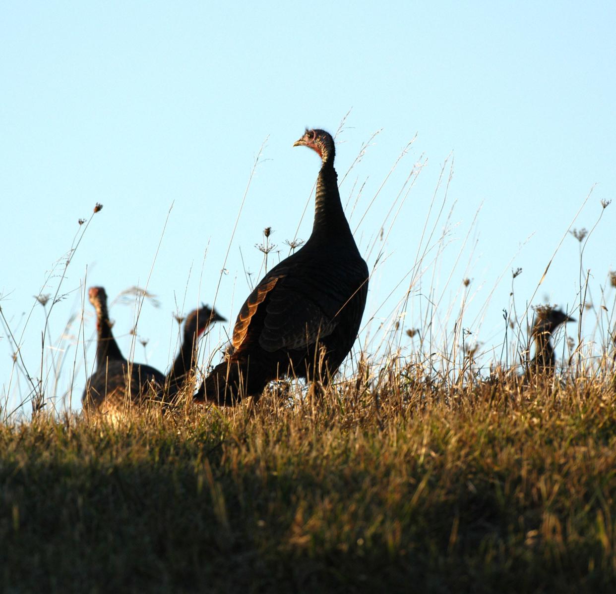 Wild turkeys