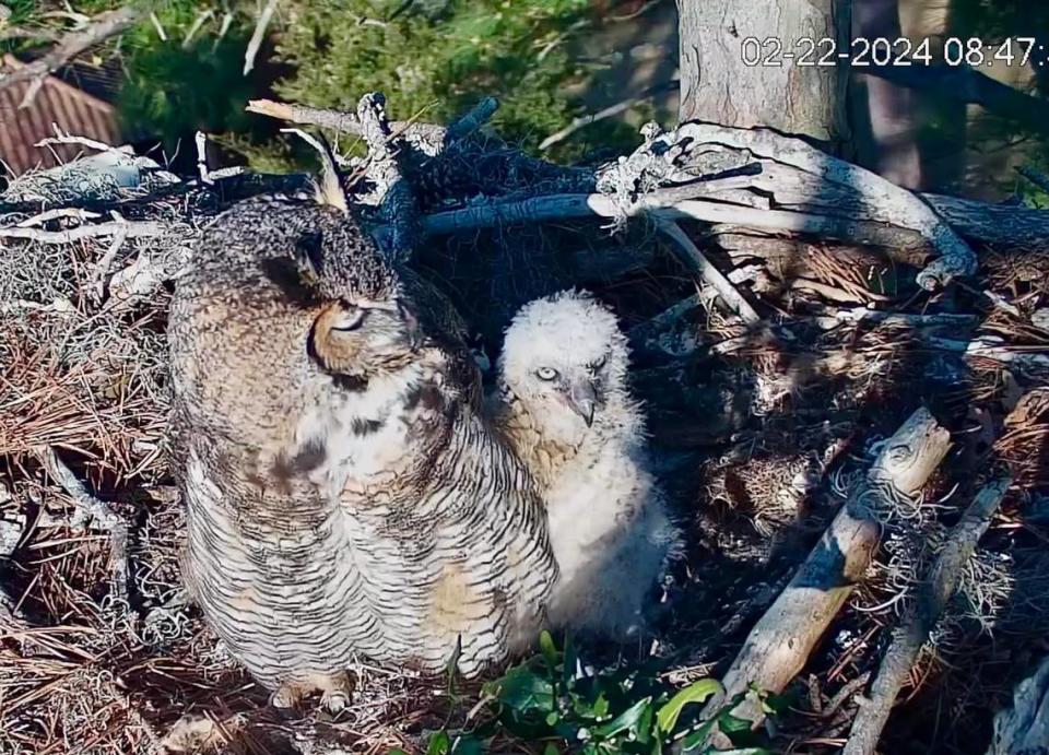 Owlet, HH5, with mom, Bayley, in the Raptor CAM nest on Hilton Head Island on Thursday, Feb. 22, 2024.
