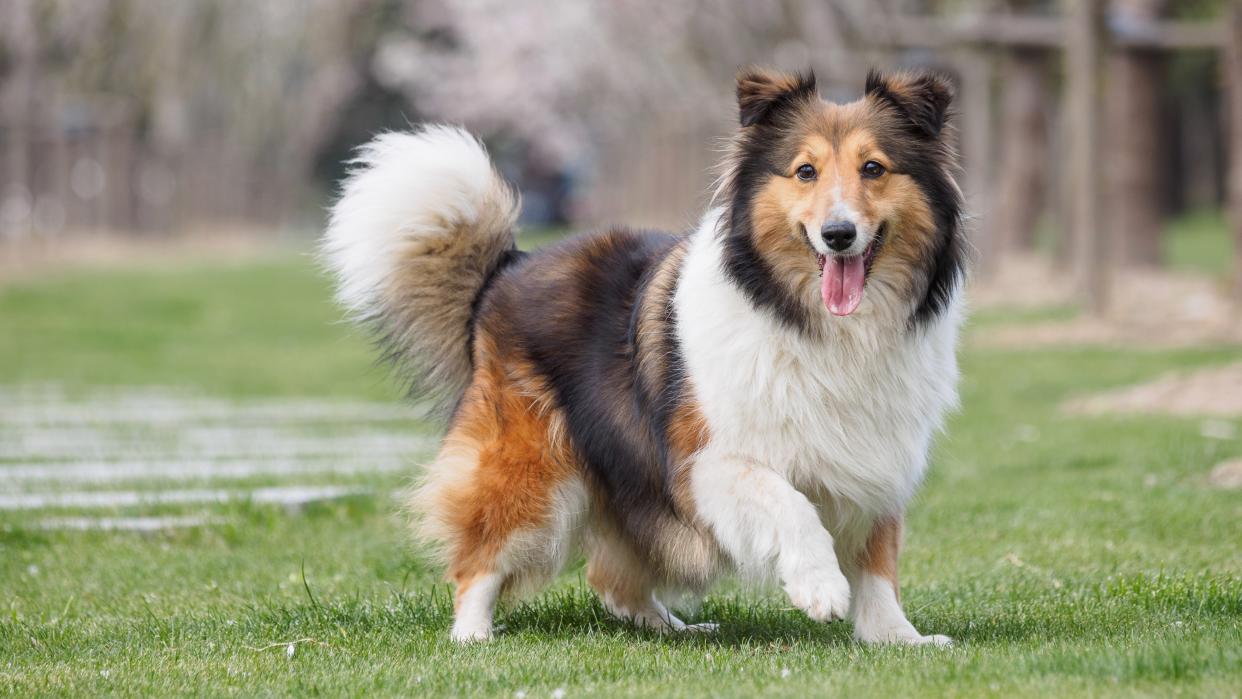  Shetland sheepdog standing on the grass. 