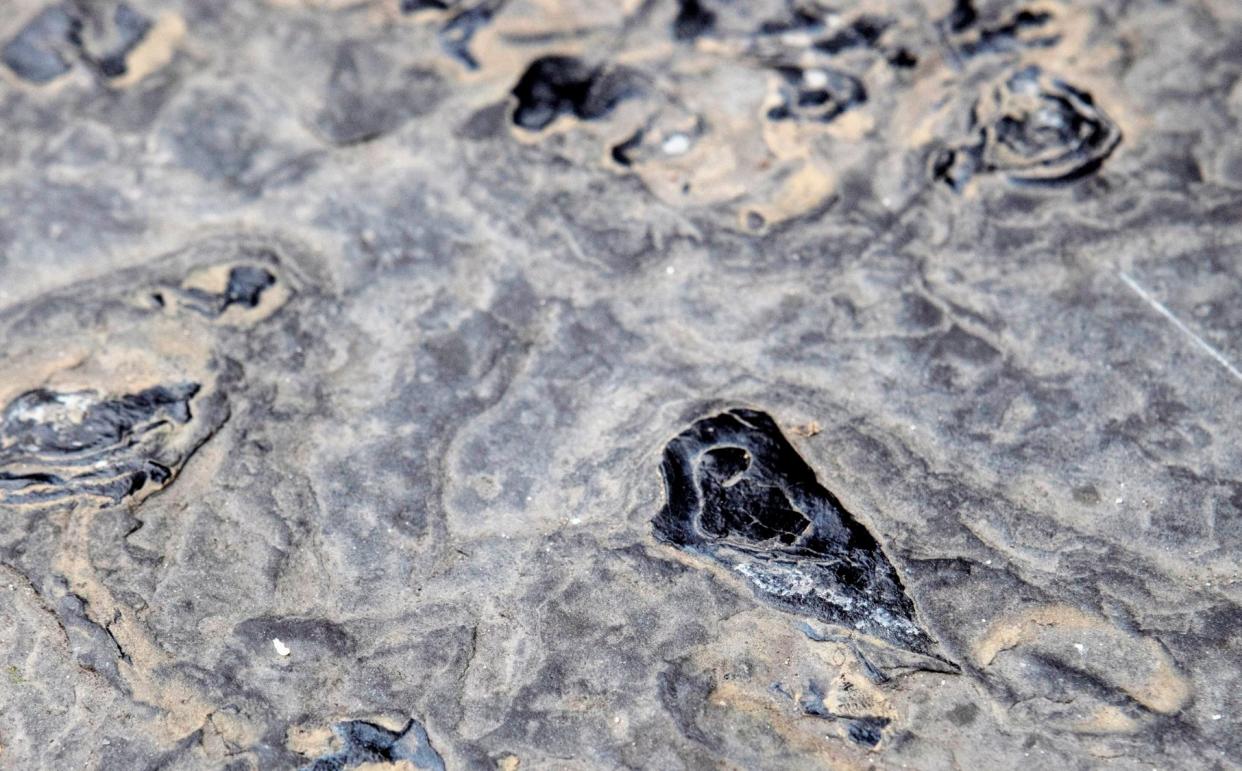 Ancient fossils that predate the age of the dinosaurs by 140 million years have been found outside Inverness Town House