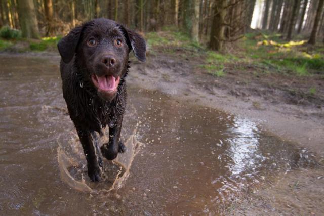 Top dog walks near clearance me