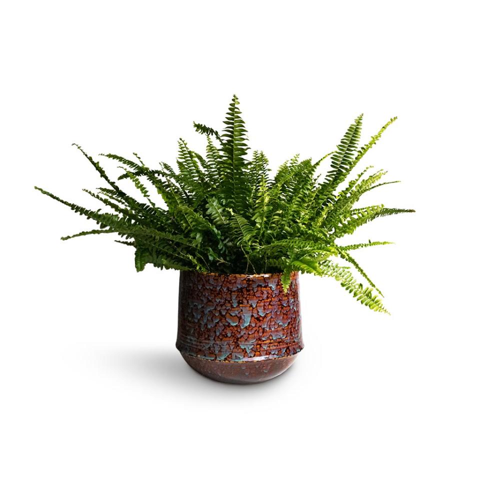 Boston Fern in a ceramic pot