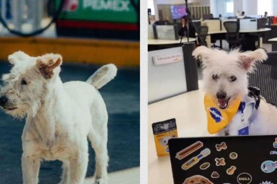 Muere envenenado “Gasolin”, perrito guardián de gasolinera en Tecate 