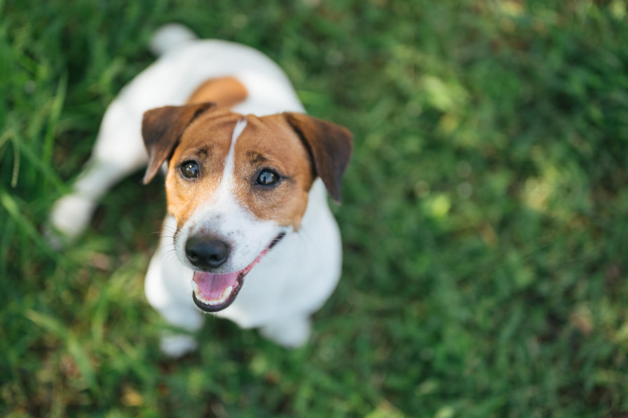 Jack russel terrier on lawn near house. Happy Dog with serious gaze