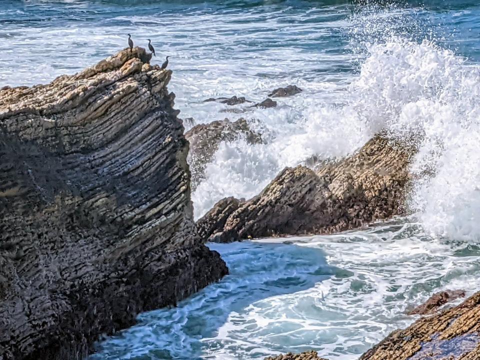 Cormorants take a break between ocean feedings at a particularly scenic spot visible from the Bluff Trail at Montaña de Oro State Park.