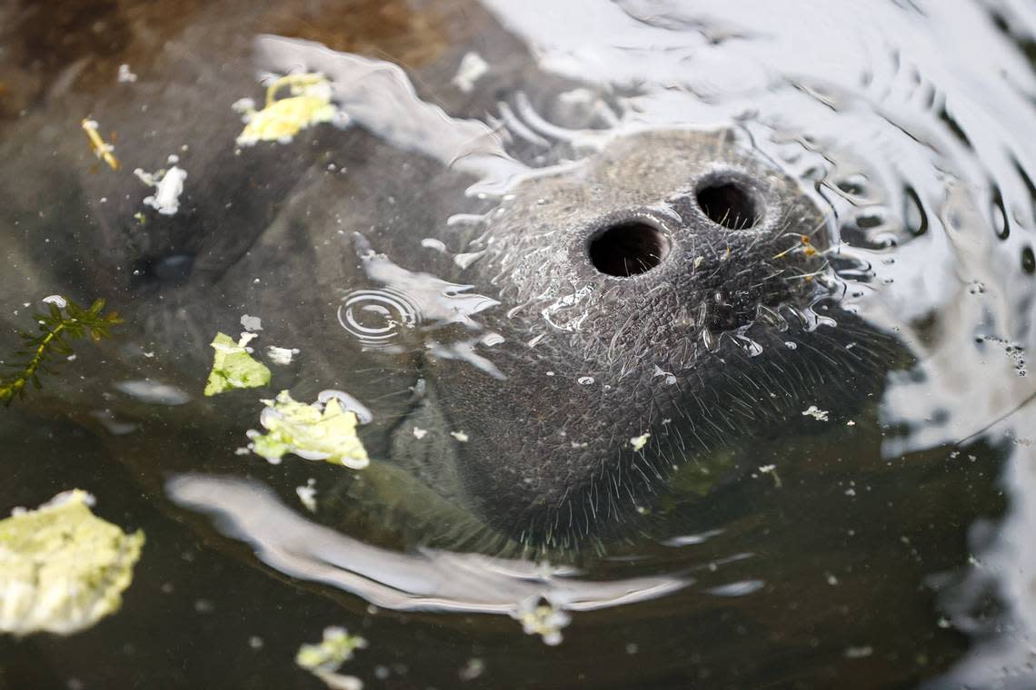 Romeo, a manatee from Miami Seaquarium, pokes his nose out of the water after being transported from the Miami Seaquarium to ZooTampa on Tuesday, Dec. 5, 2023. He is one of three manatees relocated from the Seaquarium. Two went to ZooTampa and a third went to SeaWorld in Orlando.