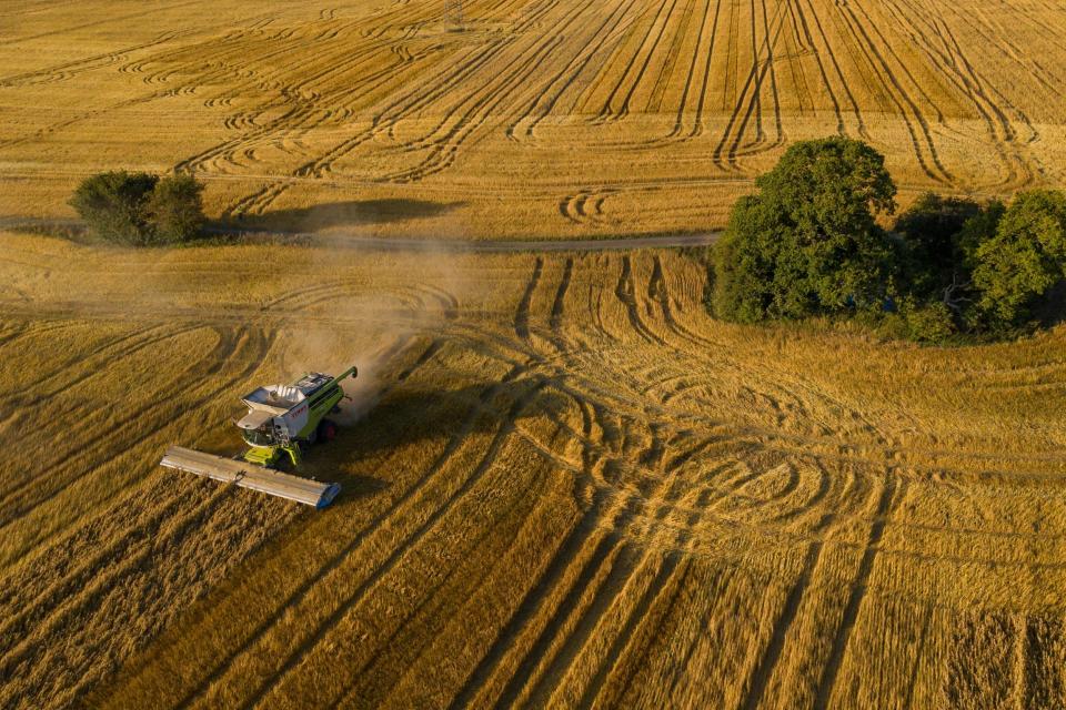 While rewilding is often seen as an affront to traditional farming and land usage, most researcher believe they could have a symbiotic relationship post-Brexit: Getty