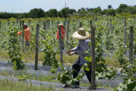 Agriculture workers adjust a trellis to support bitter melon, Sept. 5, 2023, in Homestead, Fla. Undocumented workers live in fear and anxiety after a new law signed by Florida Gov. Ron DeSantis. The law targets them and employers with 25 or more employees which mandates they verify that their workers are legally allowed to work. (AP Photo/Marta Lavandier).