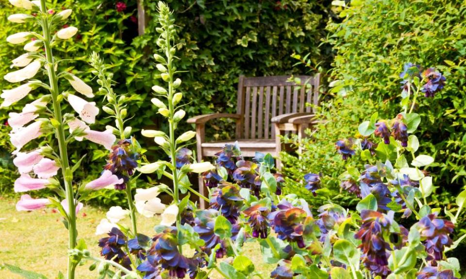 Foxgloves and Cerinthe Major Purpurascens or Honeywort in an English garden with a wooden seat in the background