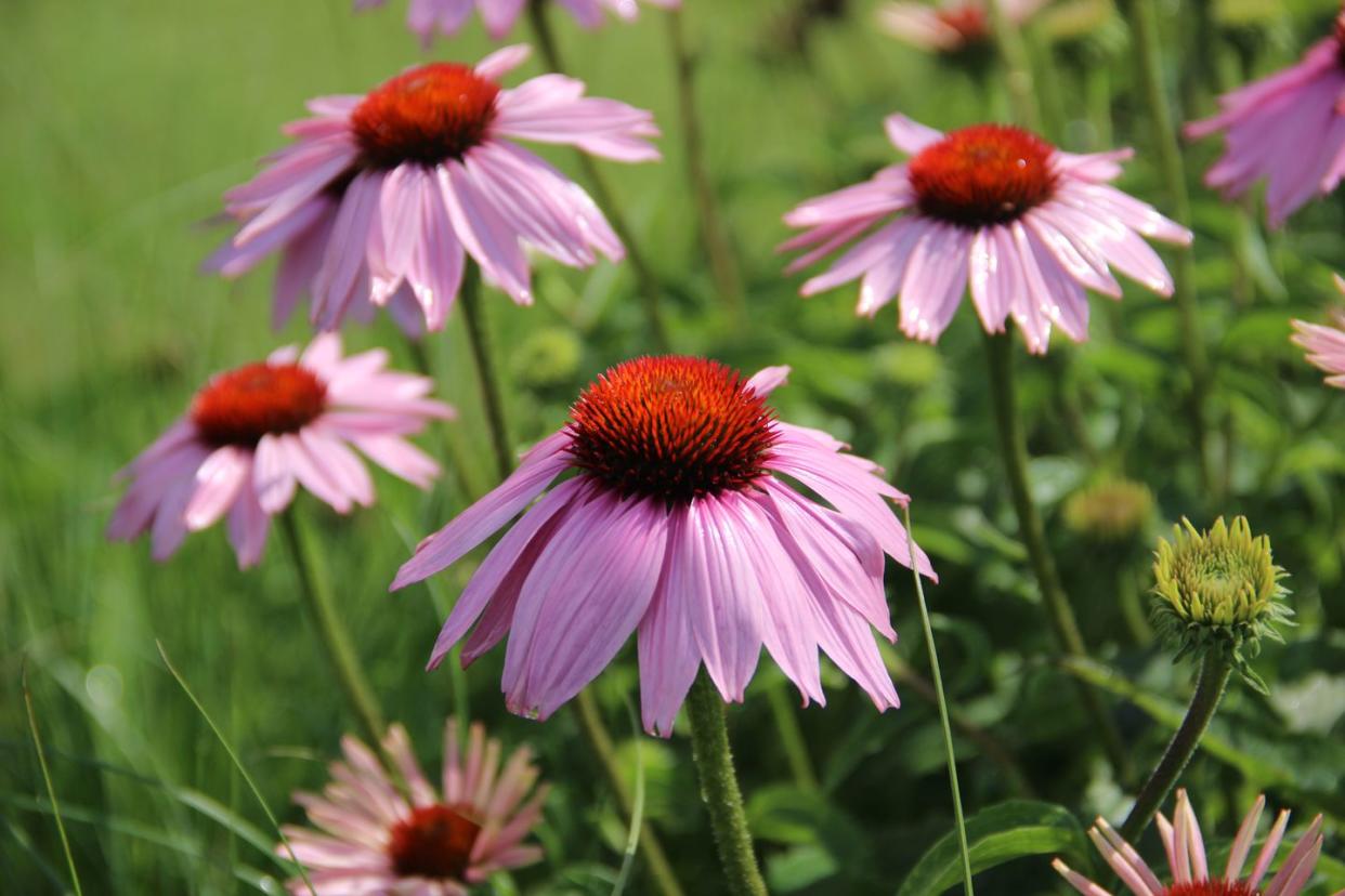 beautiful purple coneflowers,close up of pink flowers,arcen,netherlands