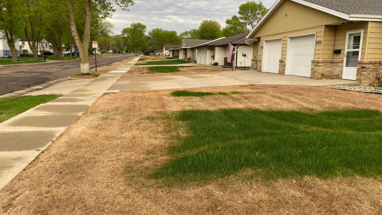 A string of duplexes has dead grass patches on 49th Street in southwestern Sioux Falls.