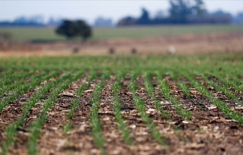 As war, drought hit global crops, Argentina gambles on GM wheat