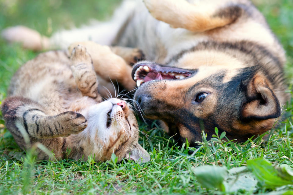 Dog and cat playing together outdoor