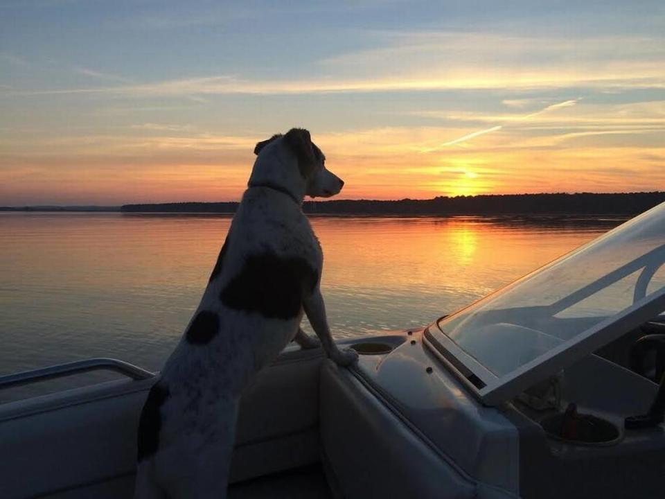 Mark Barroso took today’s Best Shot at Jordan Lake in October. He writes, “While most people may have put their boats up for the winter after the recent frost, we try to squeeze in as many boat trips as possible. This is our dog Daphne, enjoying the solitude as much as we are.”