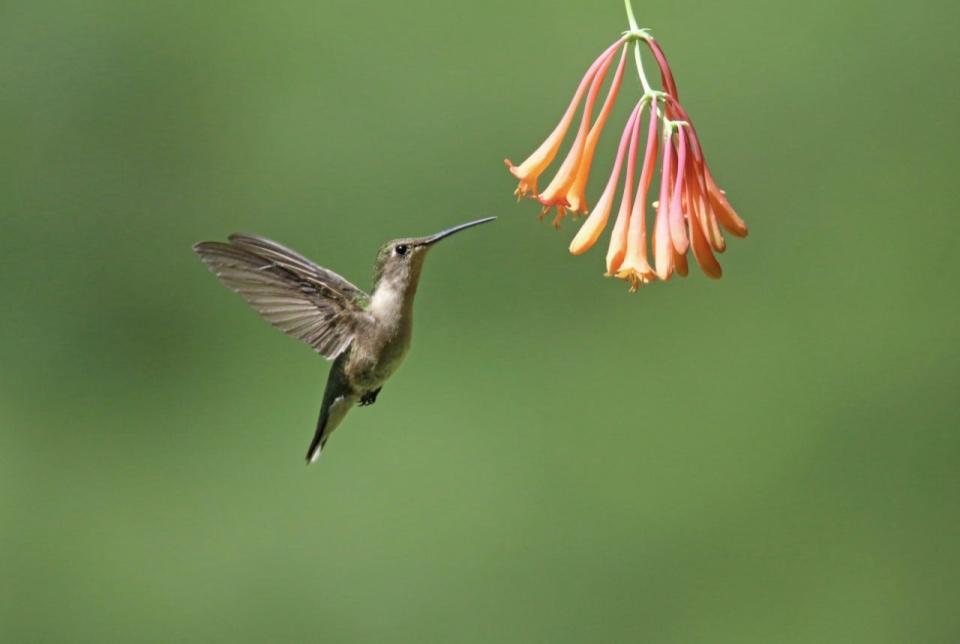 A reader-submitted hummingbird photo from Sue Feldberg.