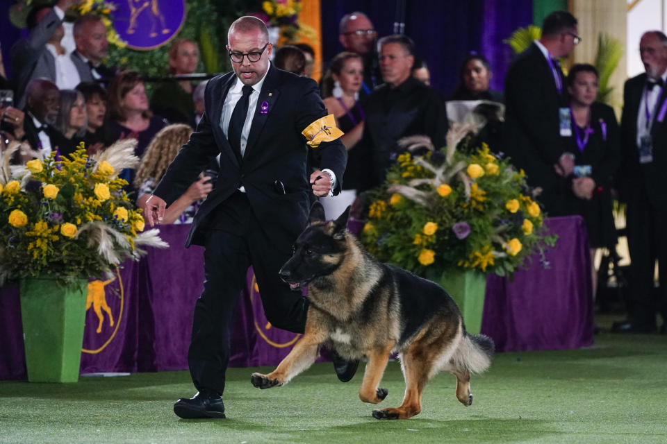 FILE - River, a German shepherd, competes for best in show at the 146th Westminster Kennel Club Dog Show, Wednesday, June 22, 2022, in Tarrytown, N.Y. To the casual viewer, competing at the Westminster Kennel Club dog show might look as simple as getting a dog, grooming it and leading it around a ring. But there's a lot more to getting to and exhibiting in the United States' most prestigious canine event. (AP Photo/Frank Franklin II, File)