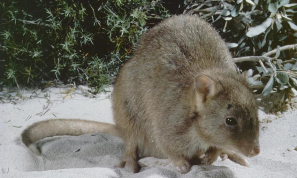 The Australian burrowing bettong