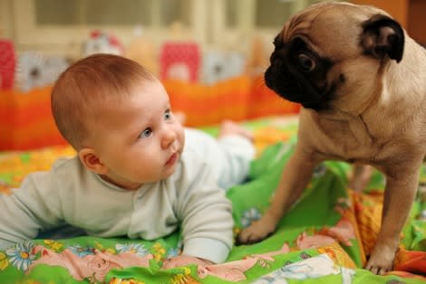 Baby and Pug via Shutterstock