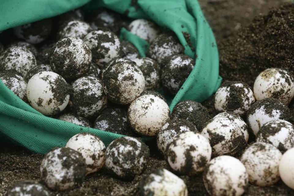 CORRECTS SPECIES OF TURTLES - In this Sept. 21, 2019 photo, olive ridley sea turtle eggs overflow from a bag, on to a sandy beach in Jaque, Panama. A small group of residents from Jaque, a town on the border with Colombia, recover the eggs laid by the turtles at night and take them to the hatchery right next to the local police station for protection against poachers. (AP Photo/Arnulfo Franco)