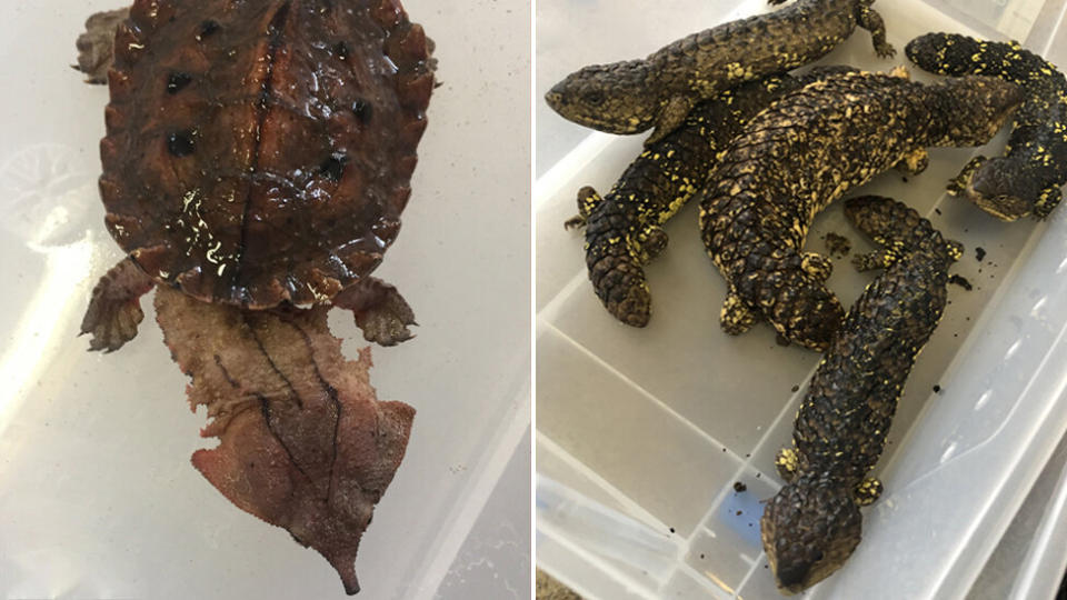 A South American mata mata turtle and shingleback lizards were among the reptiles seized by authorised wildlife handlers.