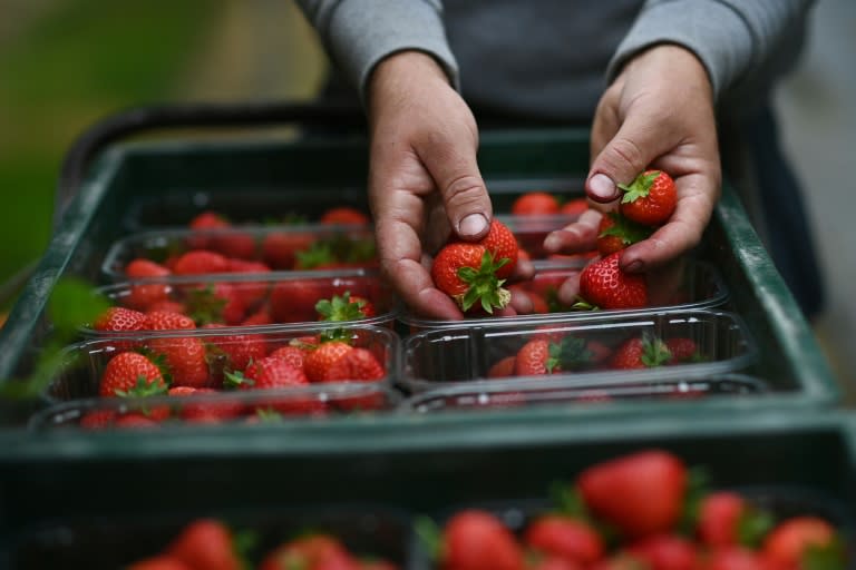 Strawberries are a staple at Wimbledon (BEN STANSALL)