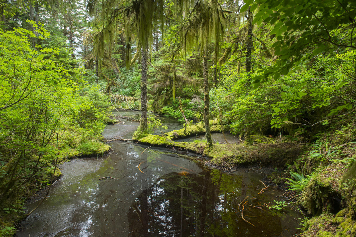 Takatz Bay on Baranof Island in the Tongass National Forest in Alaska has long been protected from road building and logging. The Trump administration is set to strip back these rules and open the pristine forest to industry. (Photo: Wolfgang Kaehler via Getty Images)