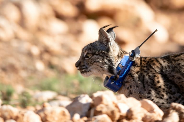 Un lince ibérico da sus primeros pasos en libertad en la Sierra de Arana, en la localidad española de Iznalloz, el 20 de febrero de 2024 (Jorge Guerrero)