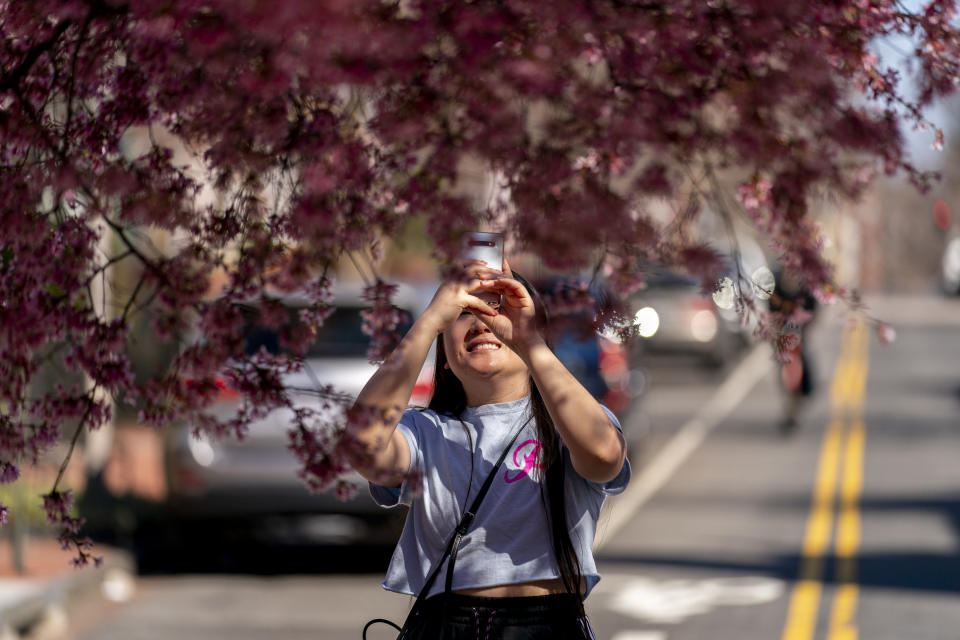 Elaine Zhang takes a photo of cherry blossoms in a neighborhood in Washington, Friday, March 11, 2022. The National Cherry Blossom Festival is returning with all its pageantry, hailed by organizers as the unofficial start of Washington’s re-emergence from the two years of pandemic lockdown. The iconic trees are predicted to reach peak bloom between March 22 and March 25, with a month of events and celebrations running from March 20 through April 17. (AP Photo/Andrew Harnik)