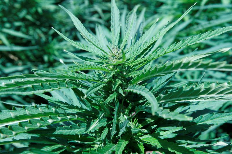 FILE PHOTO: Cannabis plant is seen in a field at Hermel