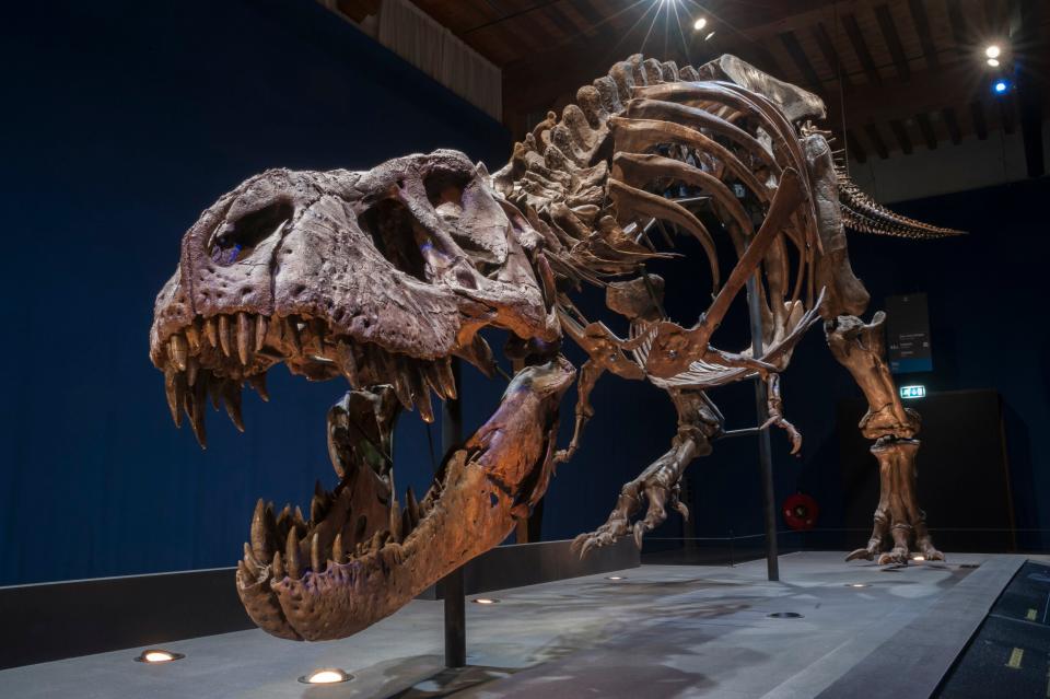 Trix, a 39ft-long Tyrannosaurus Rex skeleton which weighs the same as four cars (PA)