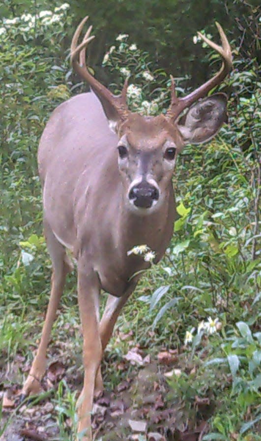 An eight-pointer in late September.