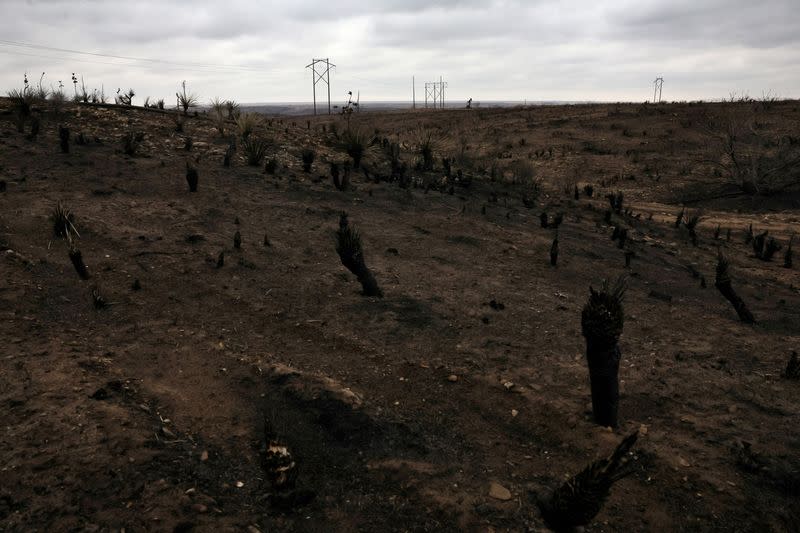A landscape charred by wildfires is pictured near Borger