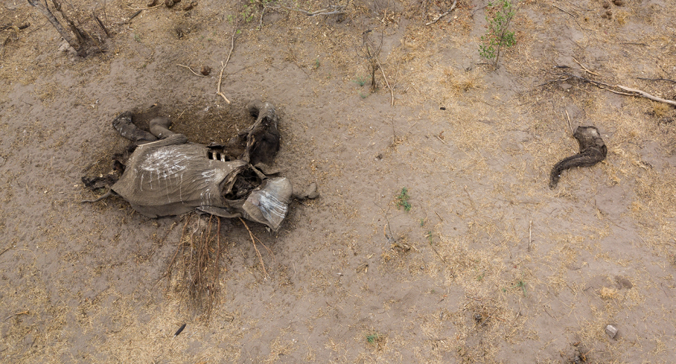 Drought has resulted in elephants being orphaned, particularly in Zimbabwe's north. Source: Getty