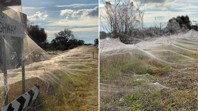 Spiders cover Australian region of Gippsland in cobwebs as they flee  flooding