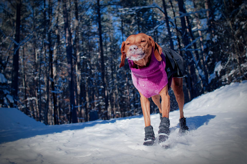 Vizsla out for a hike on a snowy day, very happy eating snow.