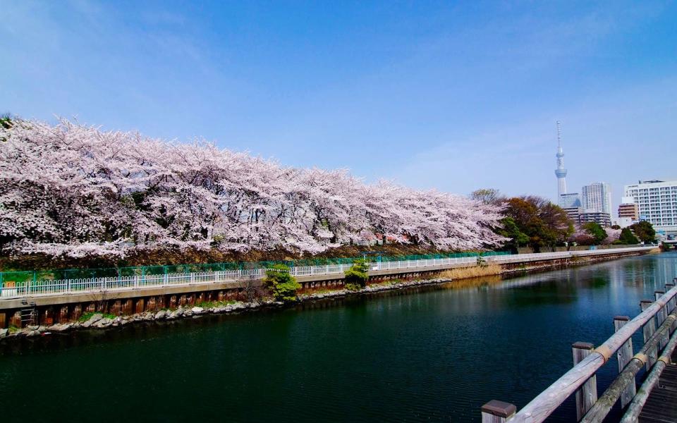 Lesser-known places in Japan to see cherry blossoms