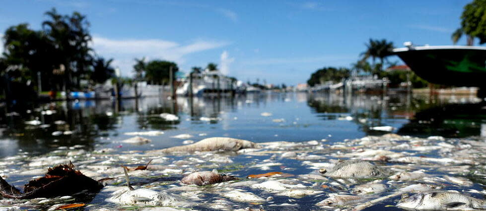 Des centaines de poissons morts dans le port de Madeira Beach, en Floride, le 21 juillet 2021.   - Credit:OCTAVIO JONES / GETTY IMAGES NORTH AMERICA / Getty Images via AFP