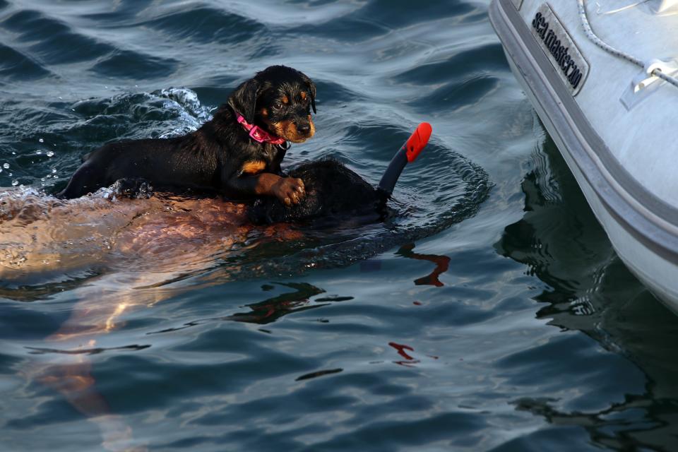 AYDIN, TURKEY - JUNE 10: A puppy dog named 'Karides' (means 'shrimp' in English), is seen swimming at the sea on his owner's back at Didim district of Aydin, Turkey on June 10, 2019.  (Photo by Ferdi Uzun/Anadolu Agency/Getty Images)