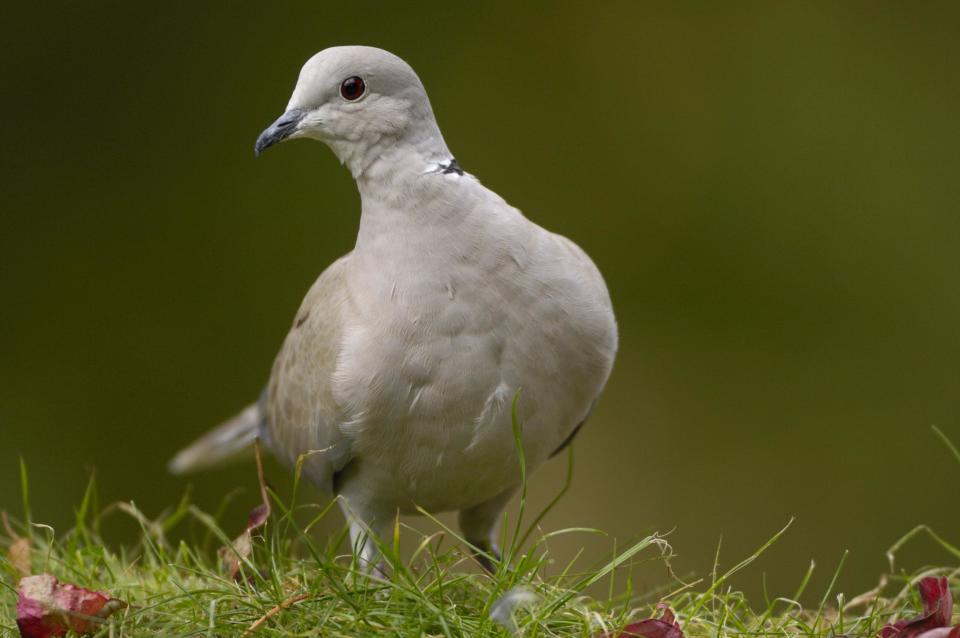 birds-collared-dove-28032013.jpg