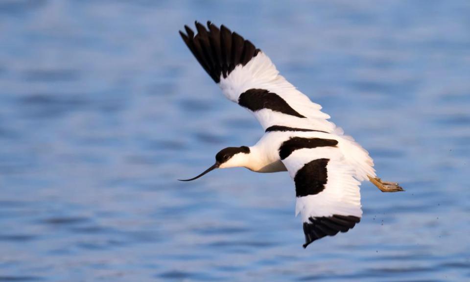 An avocet in flight at Minsmere nature reserve.