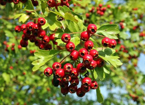 Hawthorn Tree