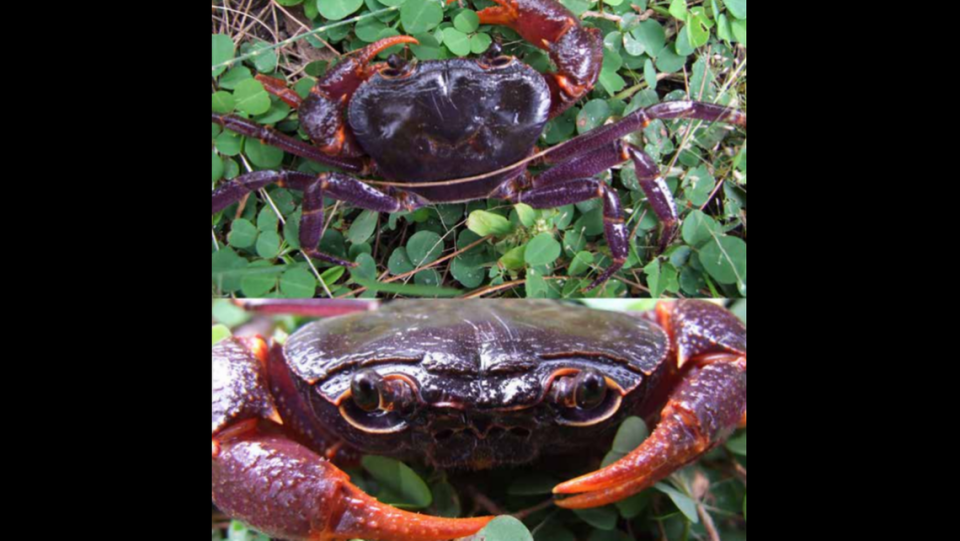 The crabs have a dark purple and reddish brown exterior.