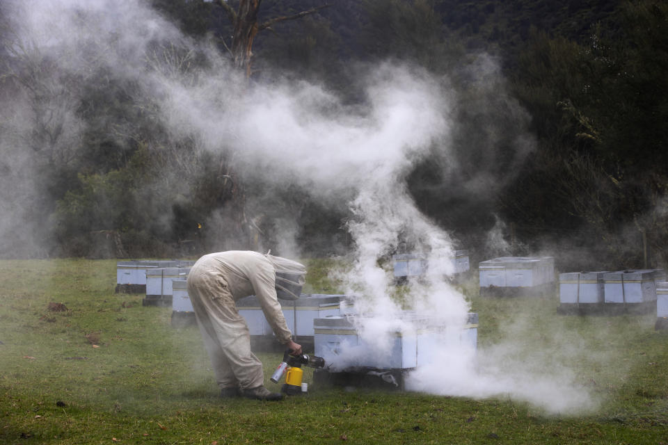 Douglas Cameron, a farm worker, fogs beehives to fight mites on the banks of the Whanganui River near the town of Koriniti, New Zealand, on June 17, 2022. The Horizons Regional Council has worked for 18 years with farmers along the river on reversing erosion and other improvements, including fencing off streams to contain cattle and sheep waste, which increases the levels of unwanted nitrates and bacteria. (AP Photo/Brett Phibbs)