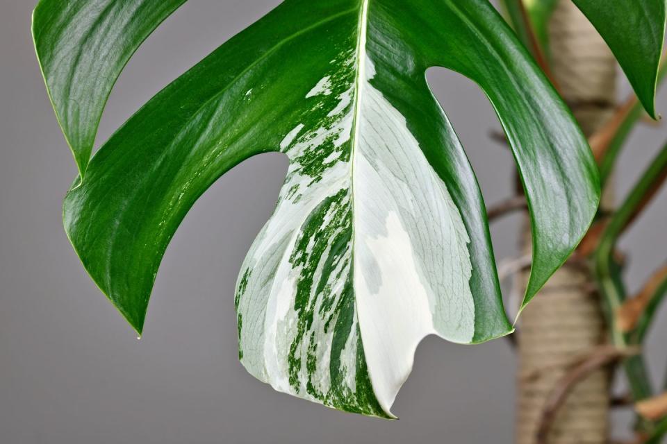 rare plant close up of white patches on leaf of tropical monstera deliciosa variegata houseplant