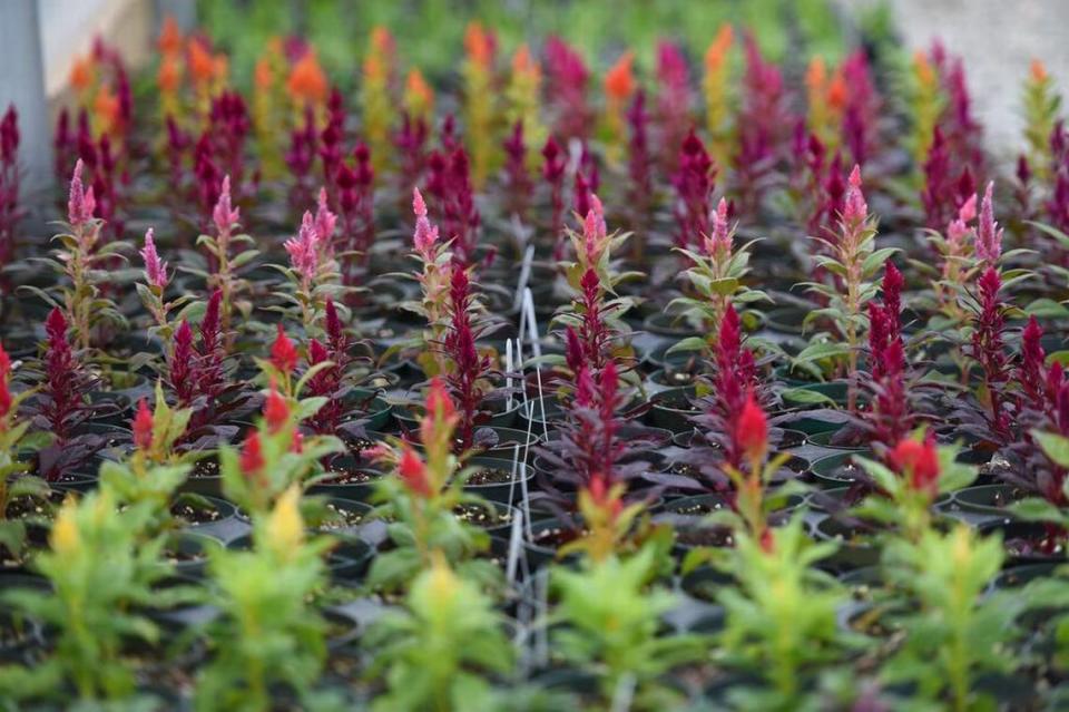Celosia plants are among annual flowers in the K-State Research & Extension garden. The Extension Master Gardener program is celebrating its 50th anniversary